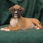Cute boxer Puppies for Free Adoption